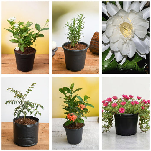Butterfly Six - Set of 6 Butterfly Attracting Plants