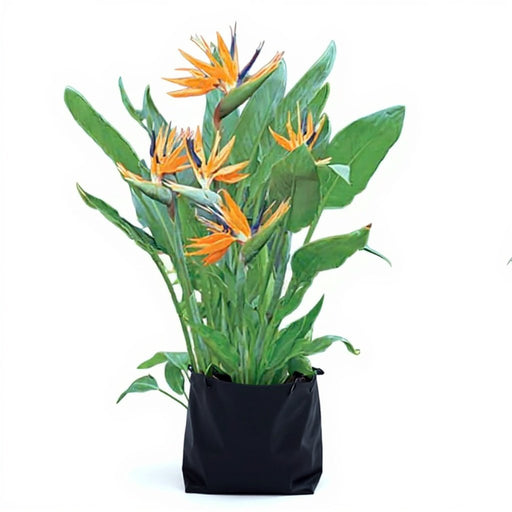 Bird of Paradise - 10" Grow bag