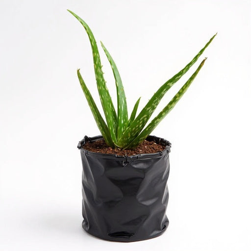 Aloe vera - Succulent - 6" Pot