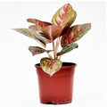 Aglaonema Pink Panther - 5" Pot
