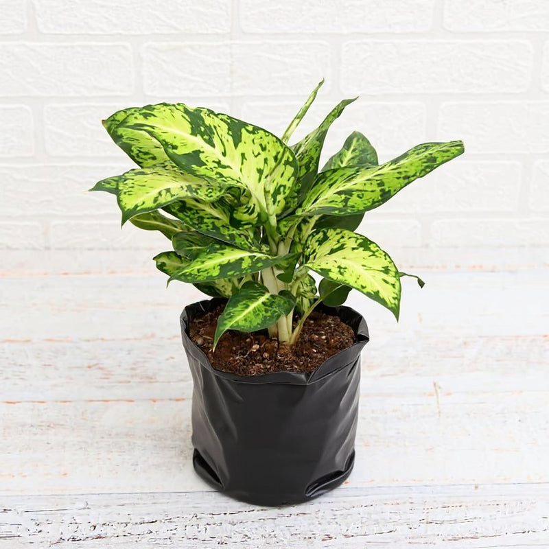 Dieffenbachia Mary