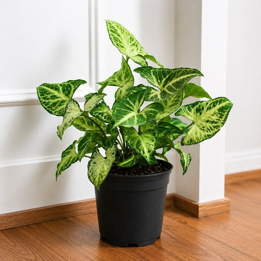 Syngonium Podophyllum White Butterfly - 4" Pot