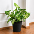 Syngonium Podophyllum White Butterfly - 5" Pot