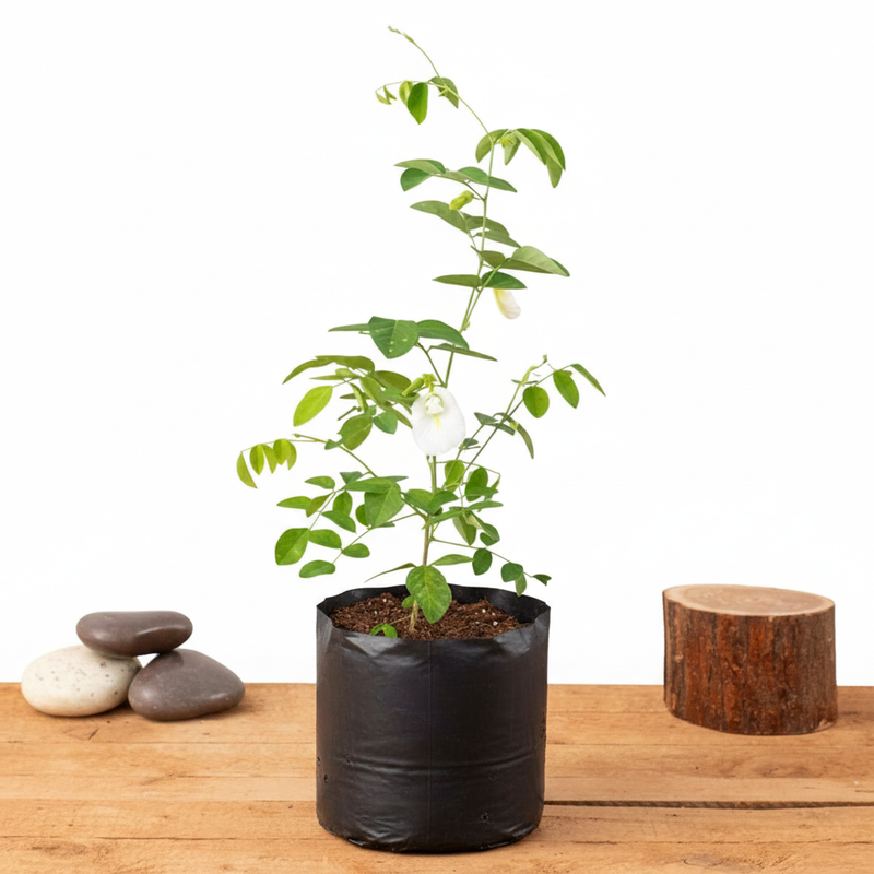 Butterfly Pea White - 10" Grow bag