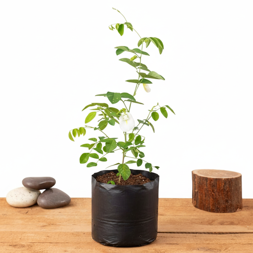Butterfly Pea White - 10" Grow bag