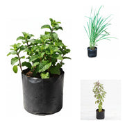 Chai Garden - Set of 3 Tea Herb Plants