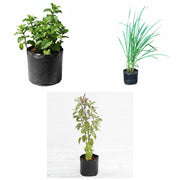 Chai Garden - Set of 3 Tea Herb Plants