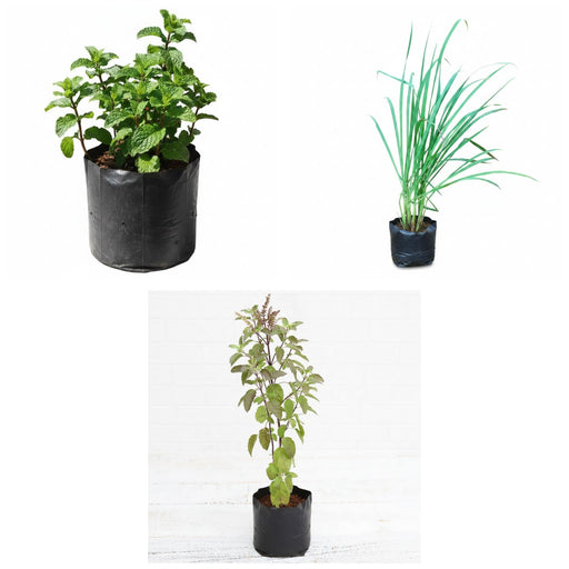 Chai Garden - Set of 3 Tea Herb Plants
