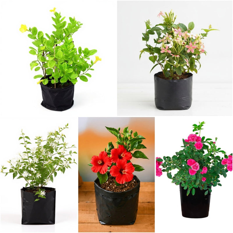 Top 5 Annual Flowering Plants