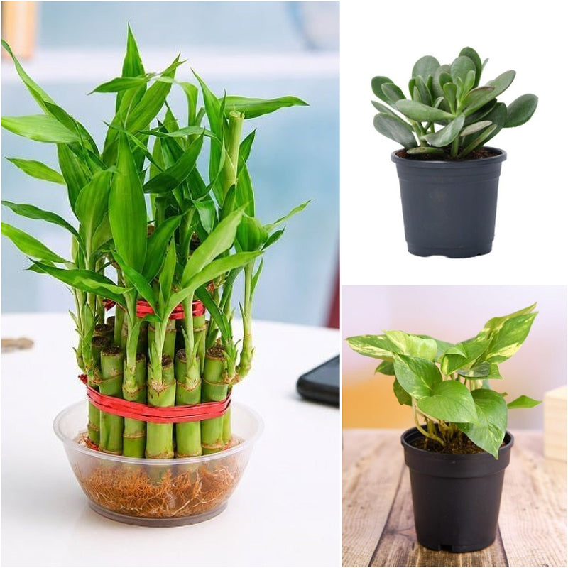 Lucky Money Attracting / Feng Shui Table Top / Office Desk Plants