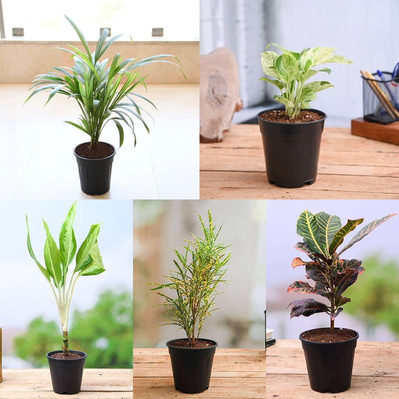 Top 5 Monsoon Special Foliage Plants for Home Decor