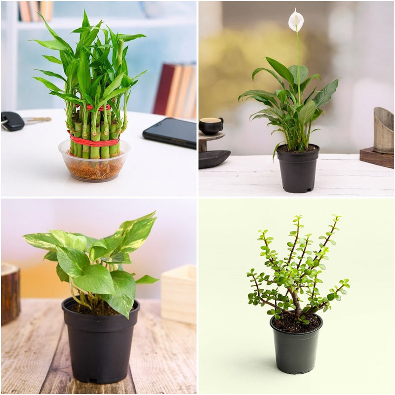 Top 4 Plants to Bring Goodluck and Prosperity
