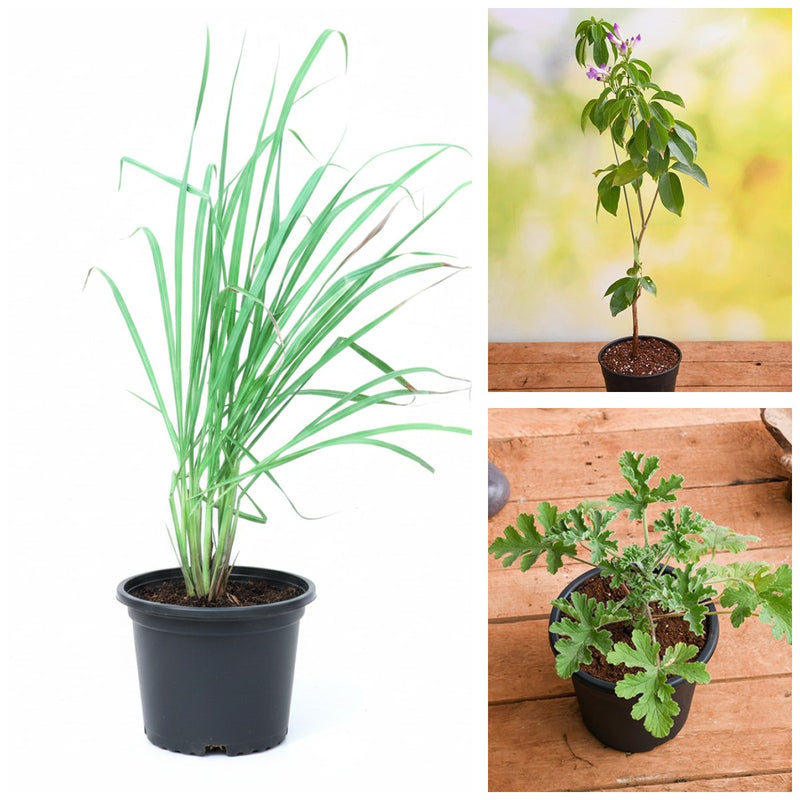 Top 3 Mosquito Repellent Plants