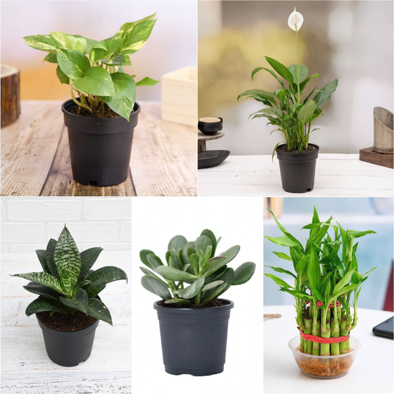 Top 5 Plants to Attract Money