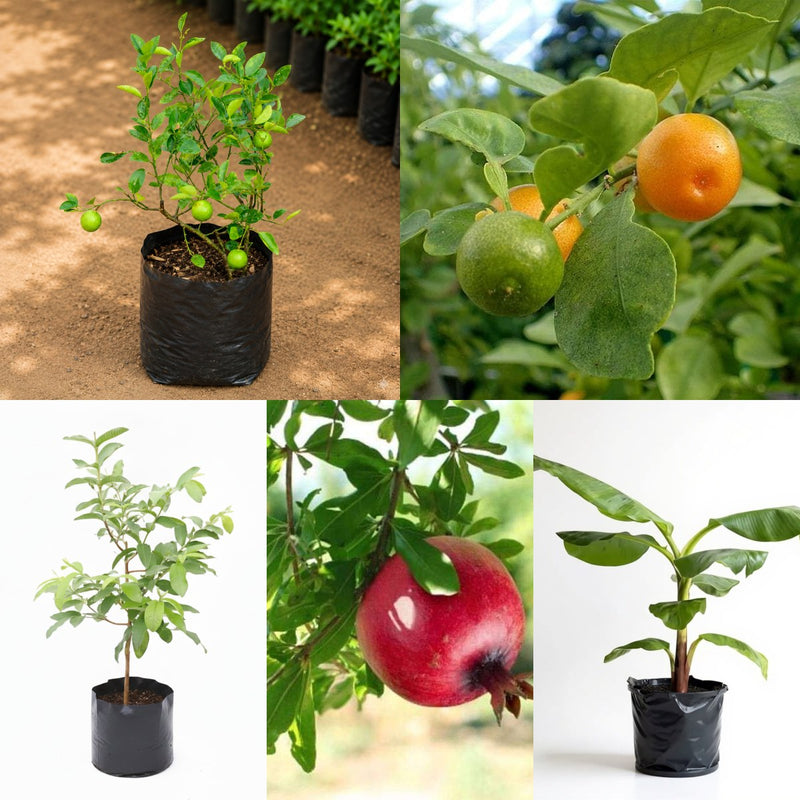 Top 5 Fruits Plants to Grow in Pot