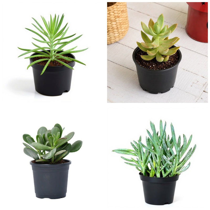 Top 4 Die Hard Succulents Pack