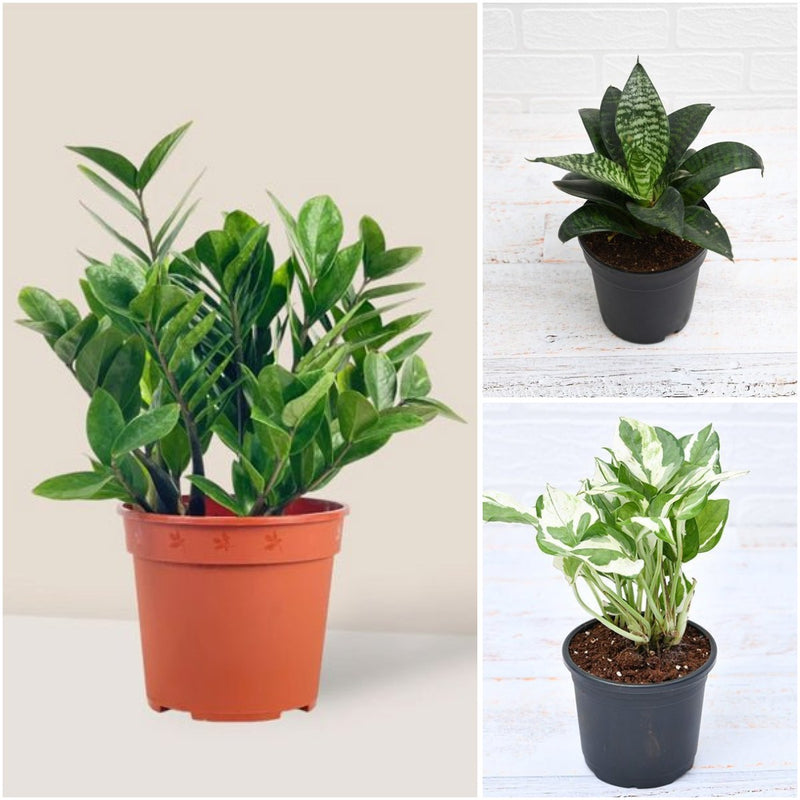 Top 3 Marvelous Air Purifier Plants for Bedroom