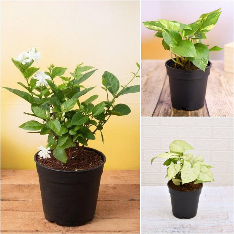 Set of 3 Air Purifier n Summer Cooling Plants Pack