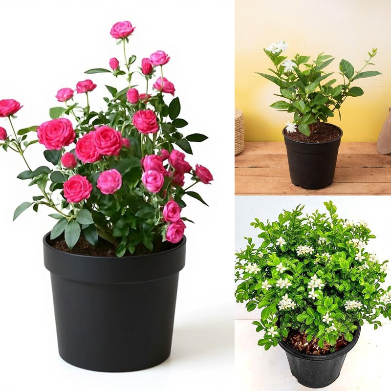 Top 3 Aromatic Plants