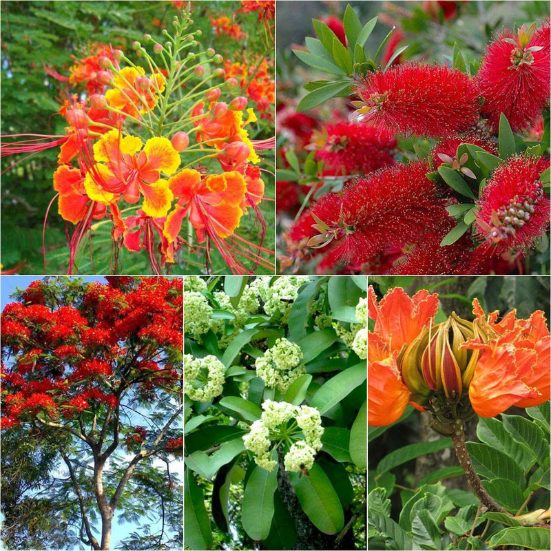 Top 5 Flowering Avenue Trees