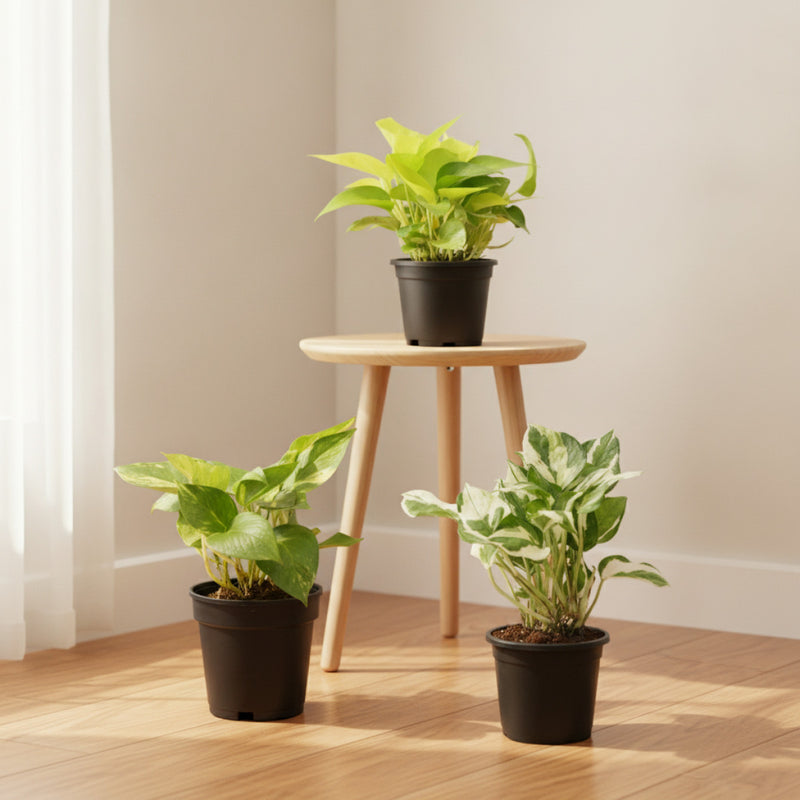 Money Plant, Scindapsus ( Pack of 3) - Plant