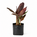 Canna Lily Orange Flower with Variegated Red Leaves - 10" Grow bag