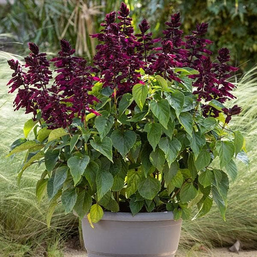 Salvia Purple - 5" Pot