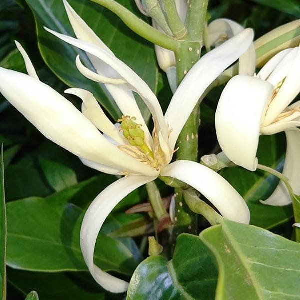 Champa Tree White - 10" Grow bag