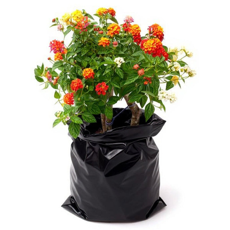 Lantana Red