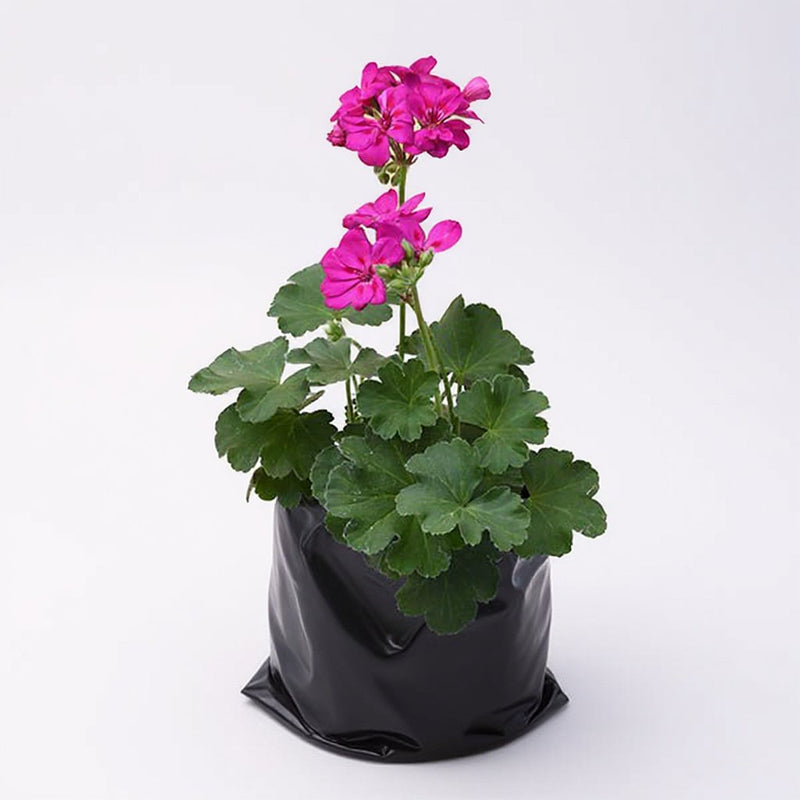 Geranium Ivy, Geranium Creeper Red