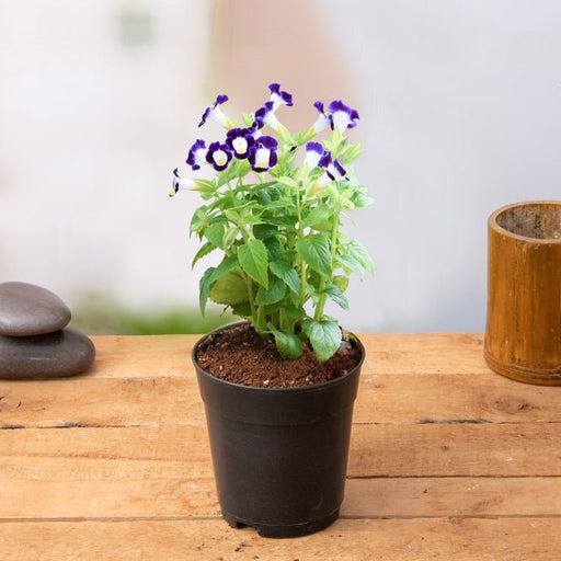 Wishbone Flower Violet - 5" Pot