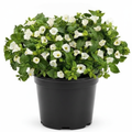 Wishbone Flower White - 5" Pot