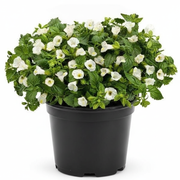 Wishbone Flower White - 5" Pot