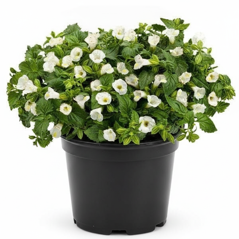 Wishbone Flower White - 5" Pot