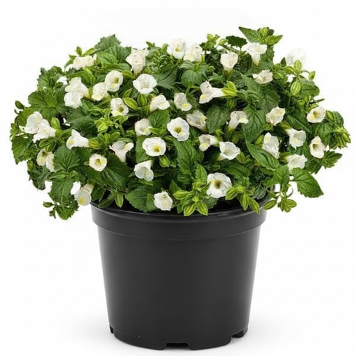 Wishbone Flower White - 5" Pot