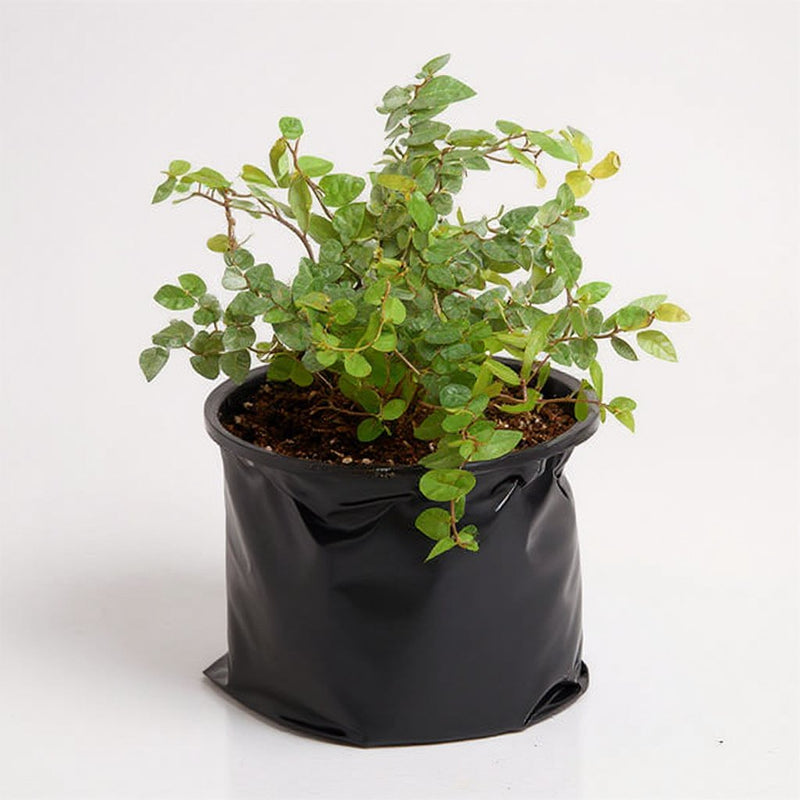 Creeping Fig