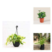 Desk Three - Set of 3 Office Desk Plants
