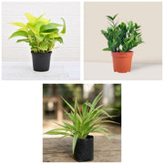 Desk Three - Set of 3 Office Desk Plants