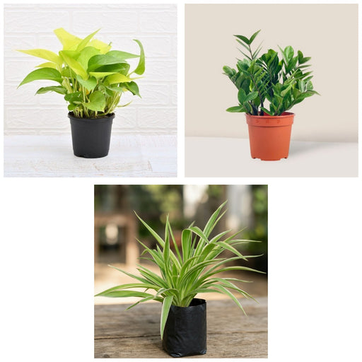 Desk Three - Set of 3 Office Desk Plants