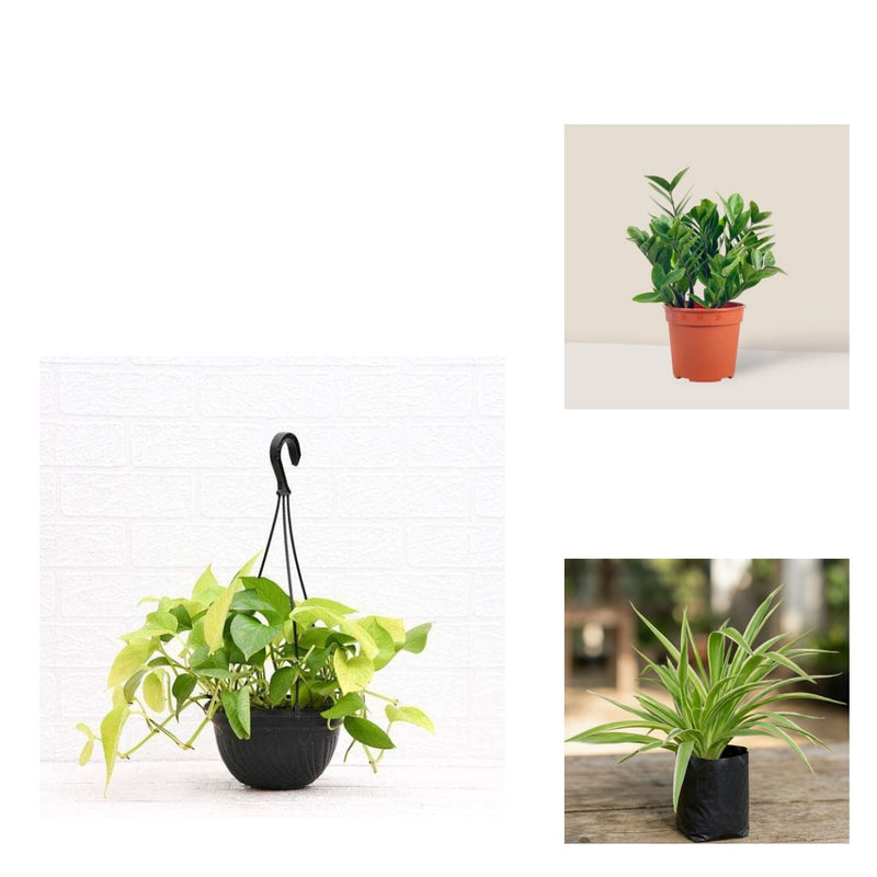Desk Three - Set of 3 Office Desk Plants