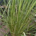 Vetiver - 6" Grow bag