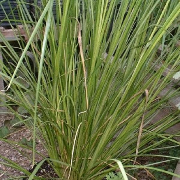 Vetiver - 6" Grow bag