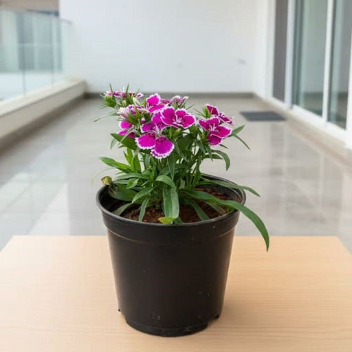 Dianthus Mixed - 5" Pot
