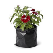 Dianthus White Pink