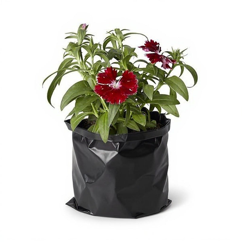 Dianthus White Pink