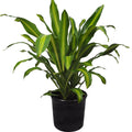 Dracaena Massangeana - 8" Pot