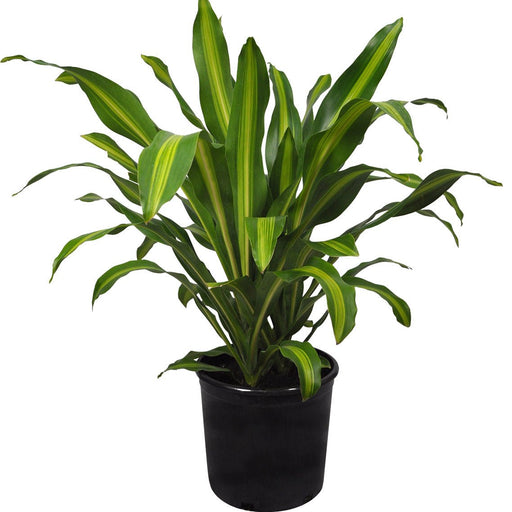 Dracaena Massangeana - 8" Pot