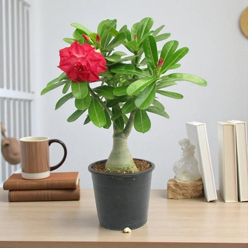 Desert Rose Red Double - 6" Pot