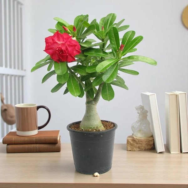 Desert Rose Red Double - 5" Pot