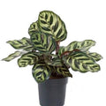Calathea - 5" Pot